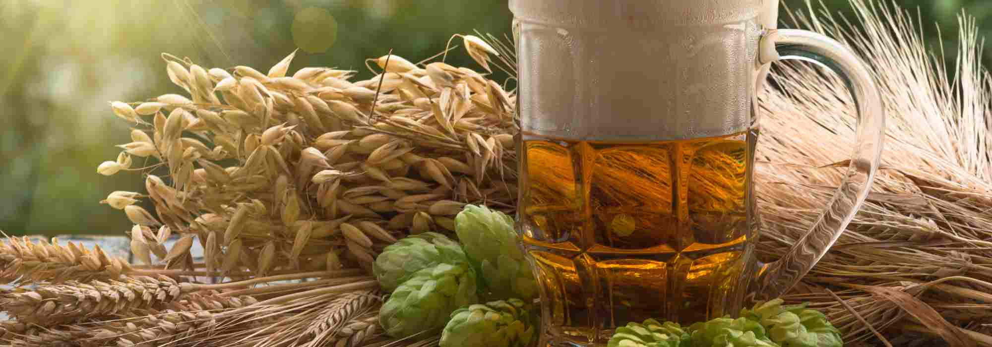 Choosing the right hop variety to brew your beer