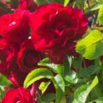Why isn't my rosebush flowering?