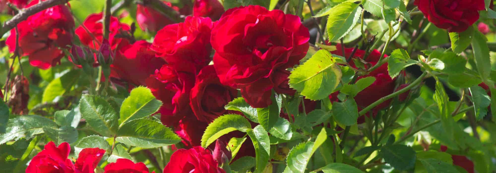 Why isn't my rosebush flowering?