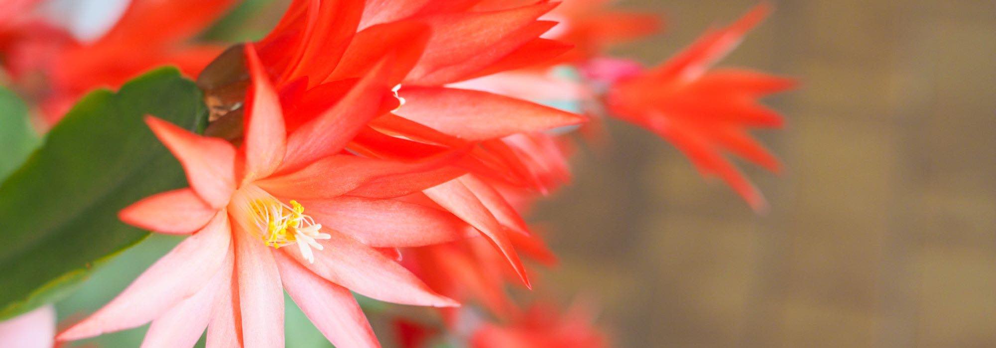 Why isn't my Christmas cactus flowering?