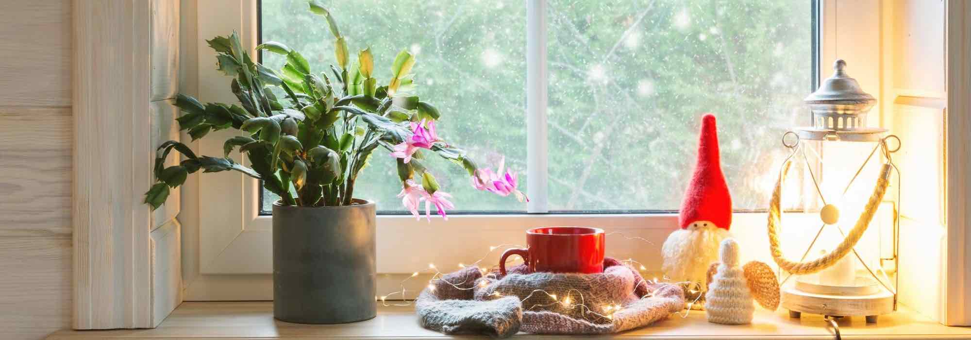 Growing the Christmas cactus