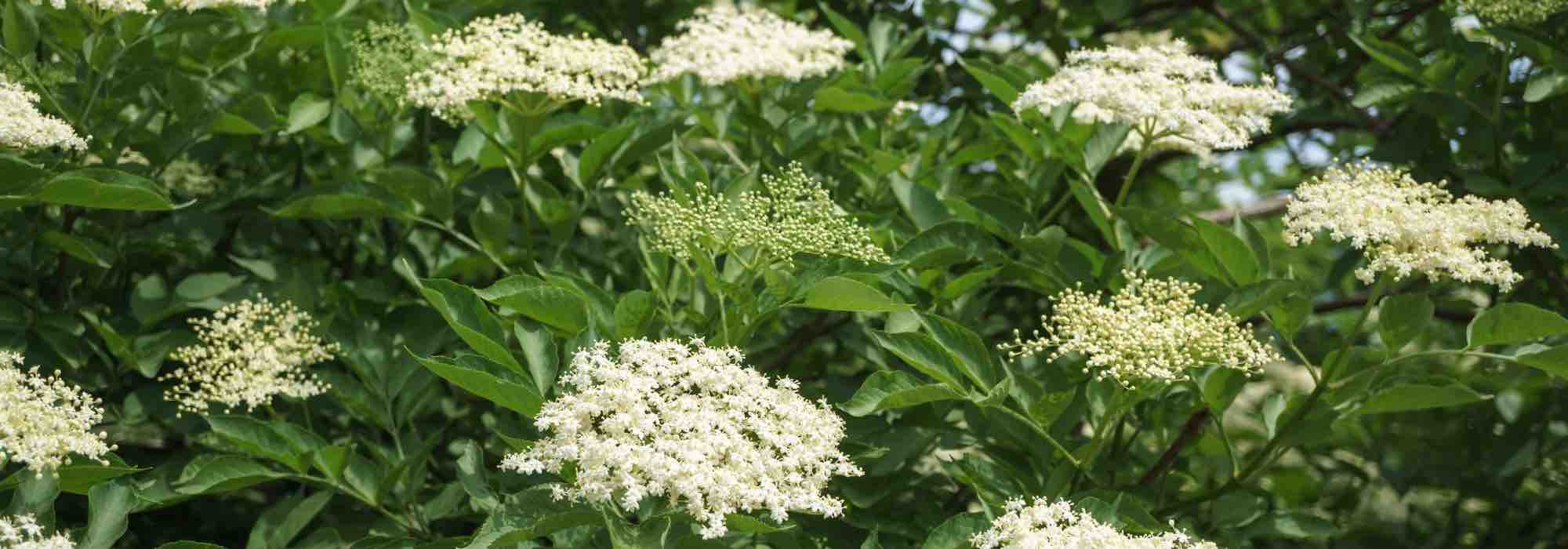 5 inexpensive bushes for a beautiful garden on a budget