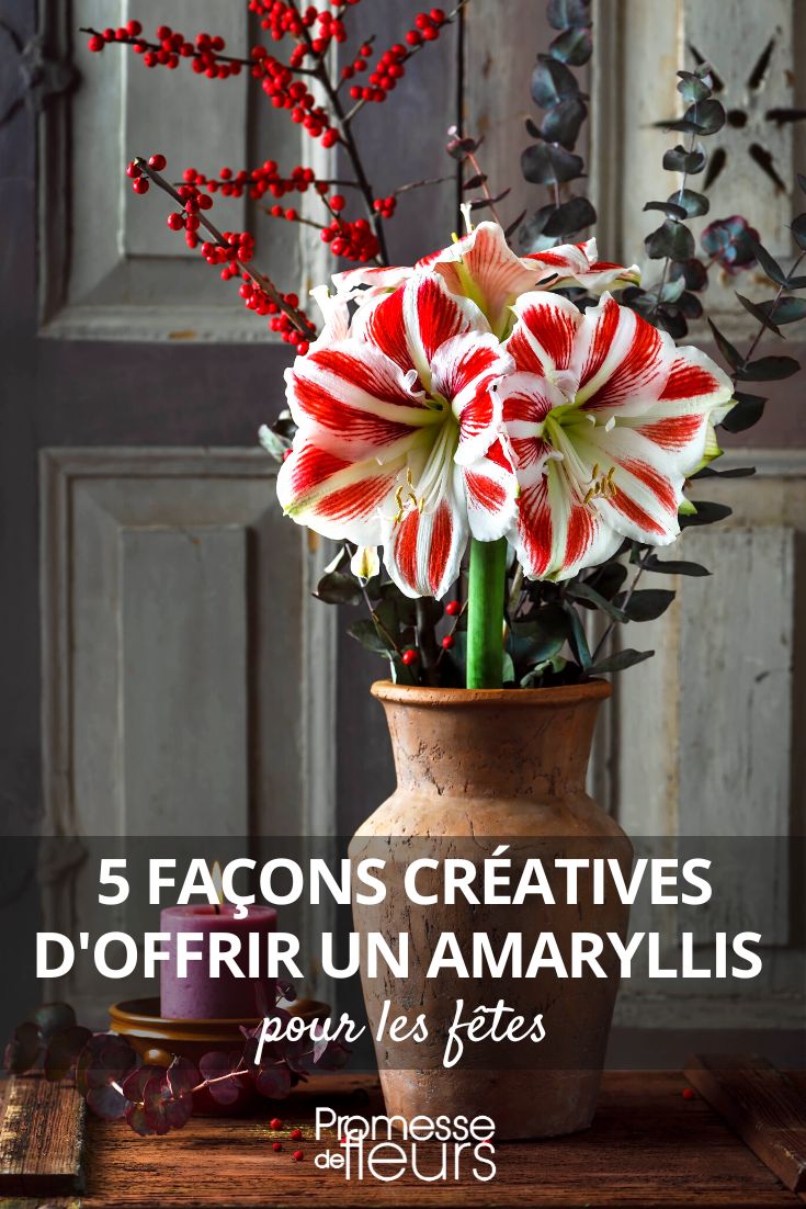 5 Creative Ways to Gift an Amaryllis for the Holidays Amaryllis: 5 Beautiful Ways to Gift It for the Holidays