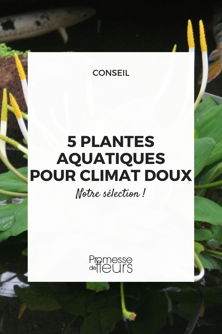 Perennial Aquatic Plants