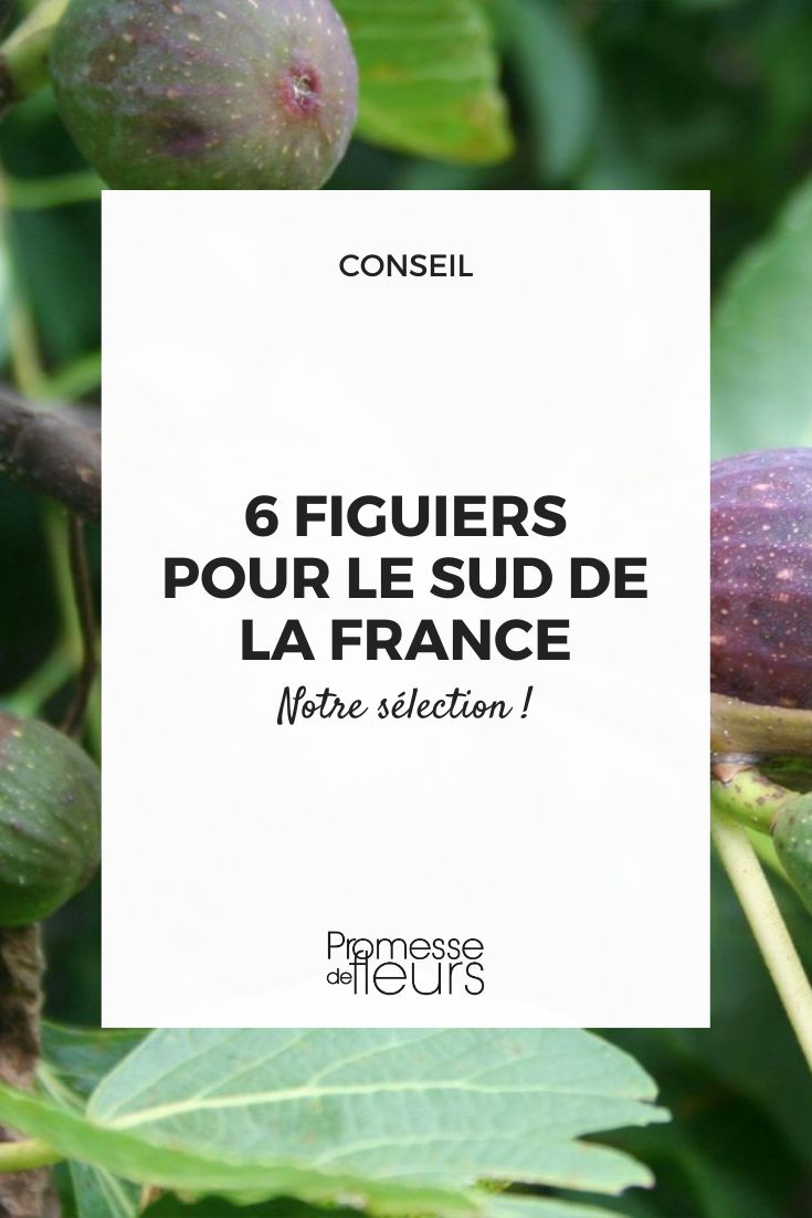 figuier for the south