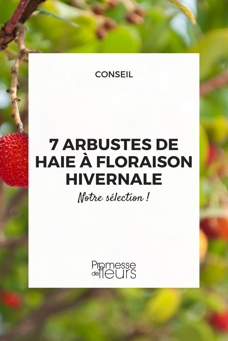 7 flowering bush for winter hedges strawberry tree