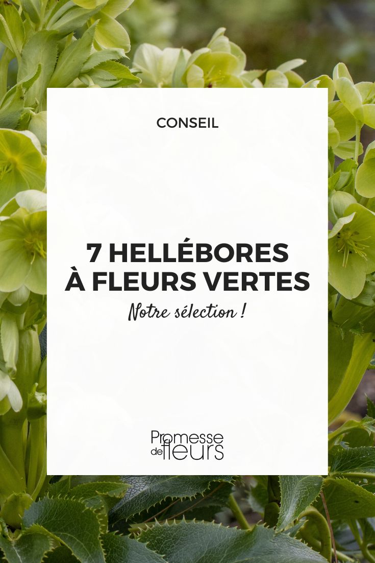 7 green-flowered hellebores Helleborus argutifolius
