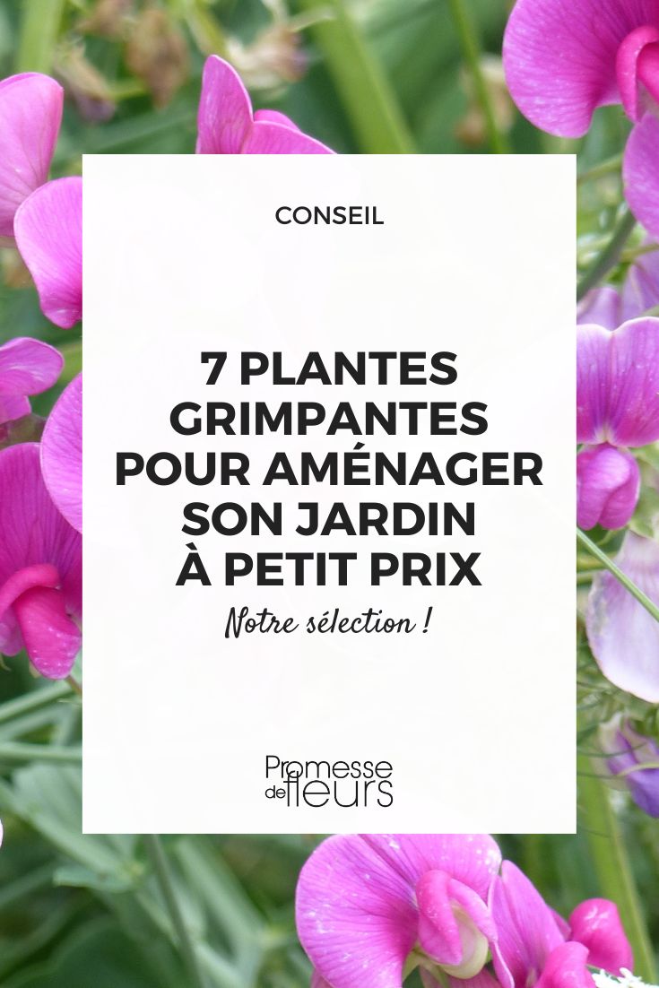 7 affordable climbing plants to landscape your garden on a budget sweet pea