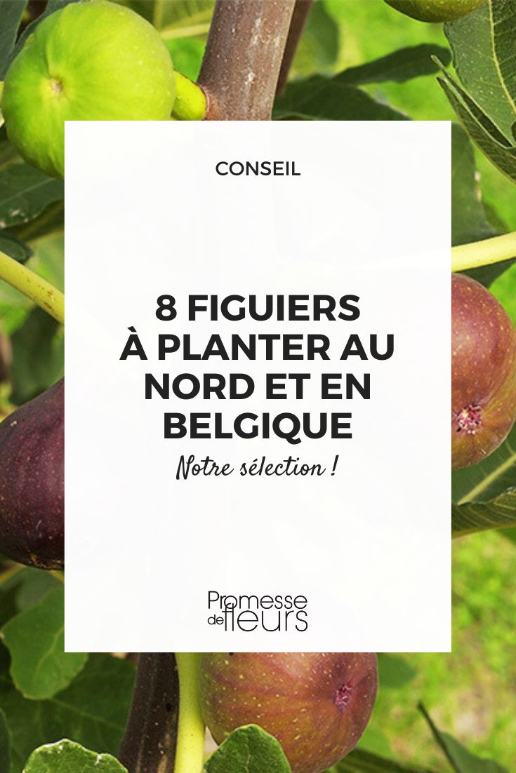 8 Fig Trees for Northern France and Belgium The best varieties of fig trees to plant in the north and in Belgium
