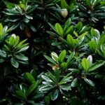7 evergreen trees