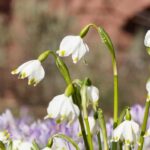 7 Lovely pairing ideas with snowflakes