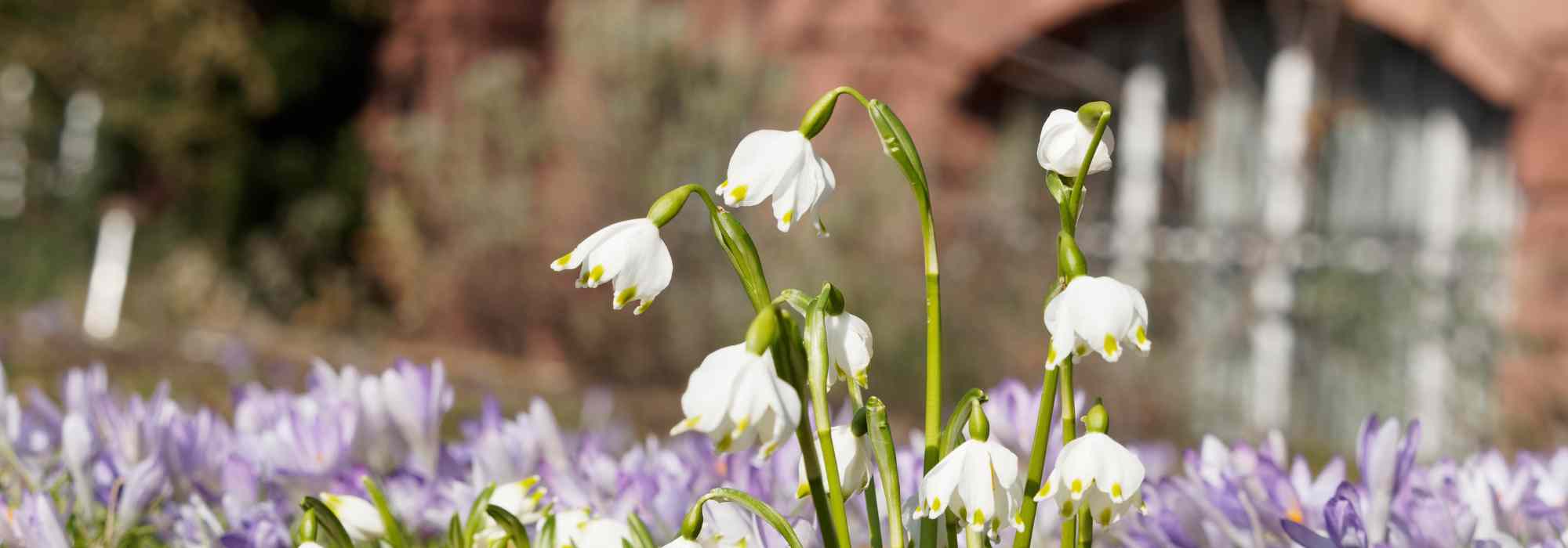 7 Lovely pairing ideas with snowflakes