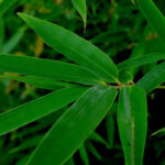 The best bamboos for shade