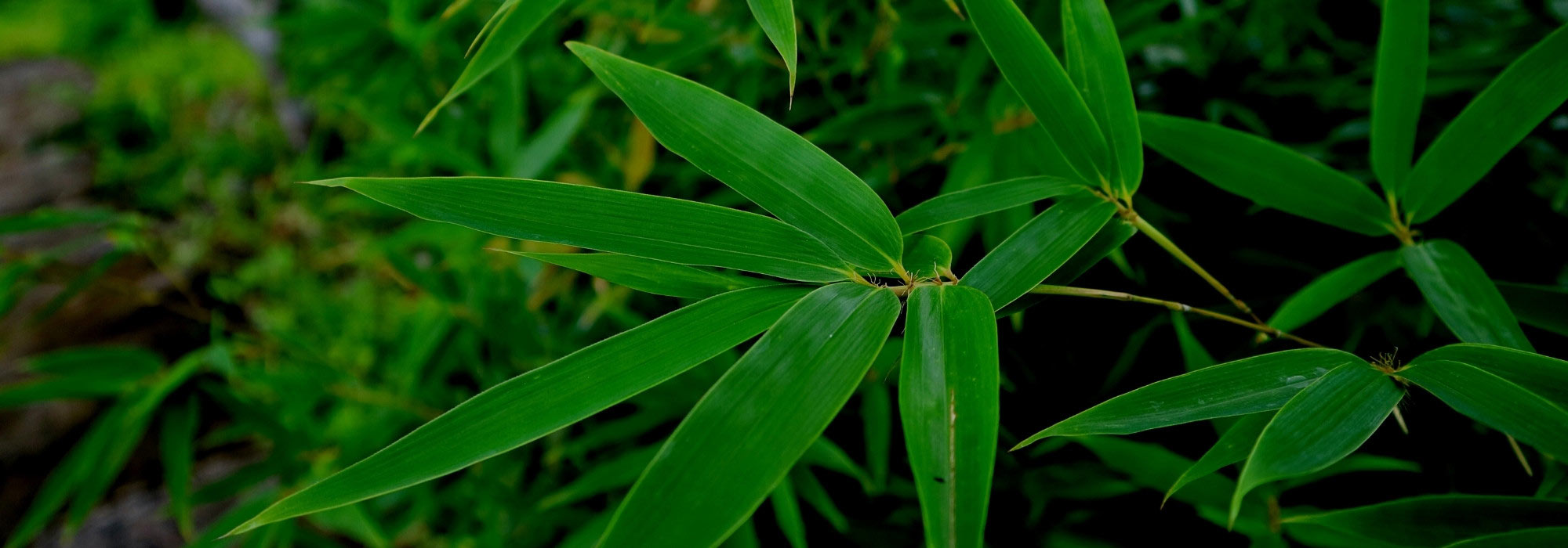 The best bamboos for shade