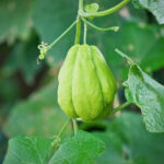 How to harvest and store chayotes?