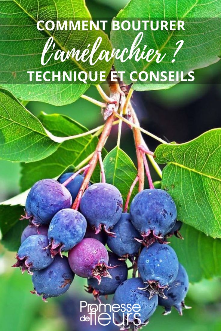 multiply serviceberry