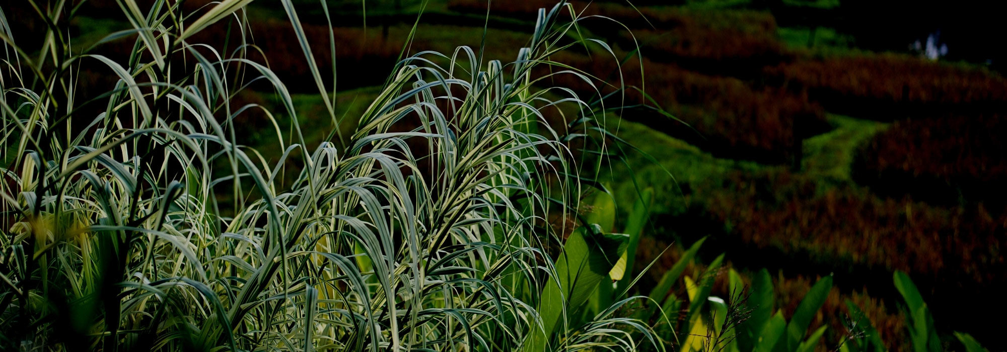 How to get rid of invasive Provencal canes?