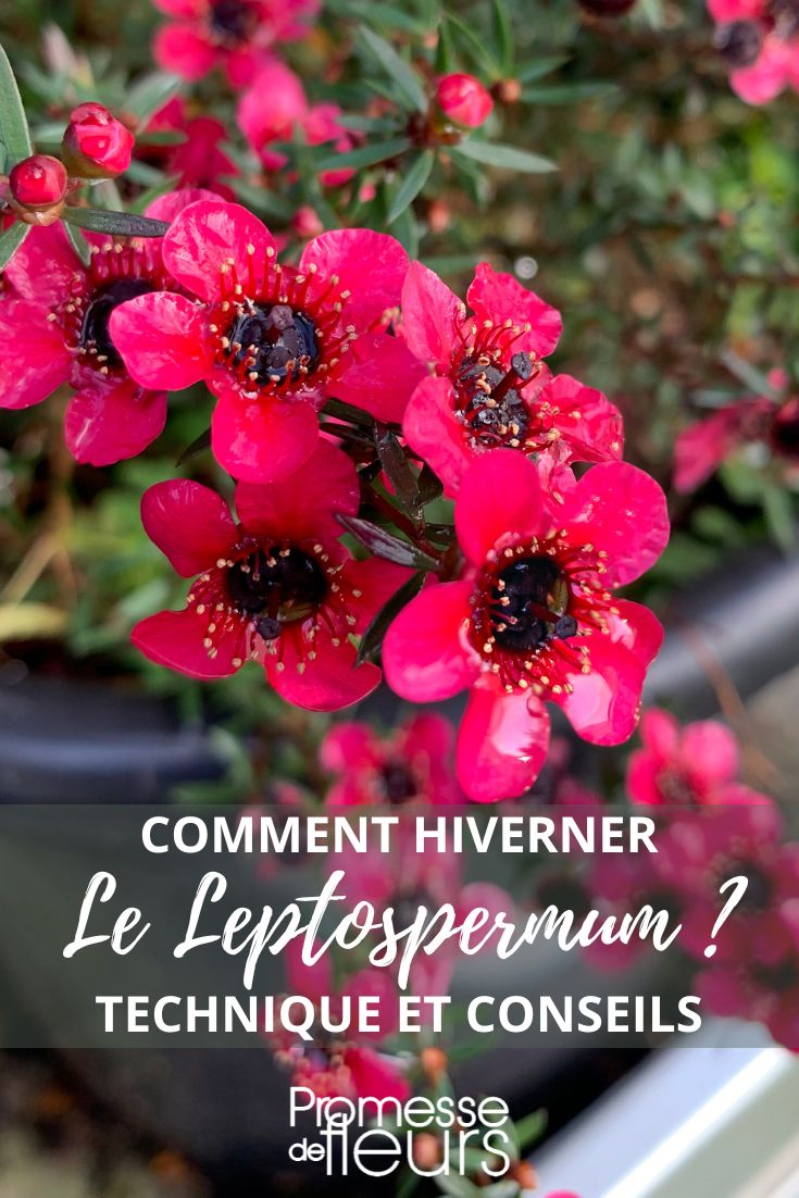 protect the Leptospermum from the cold