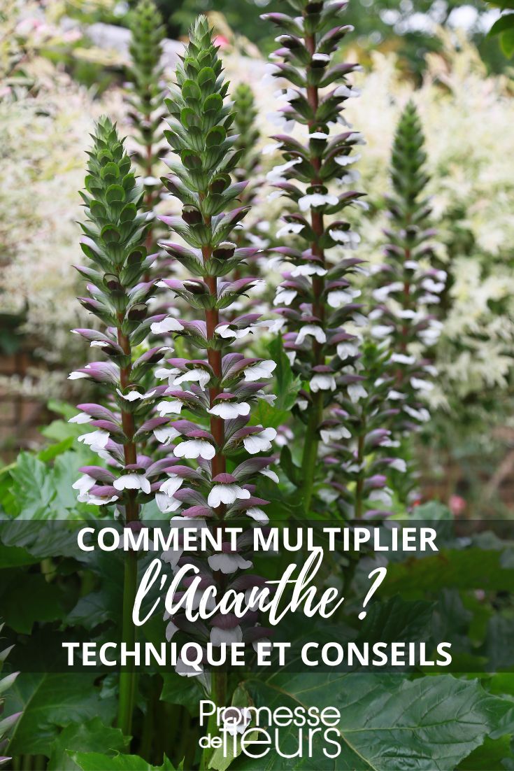 How to easily propagate Bear's Breeches