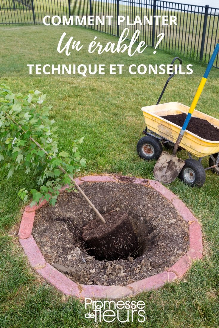 acer planting