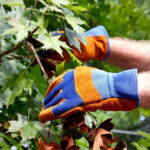 Pruning maple: steps to follow