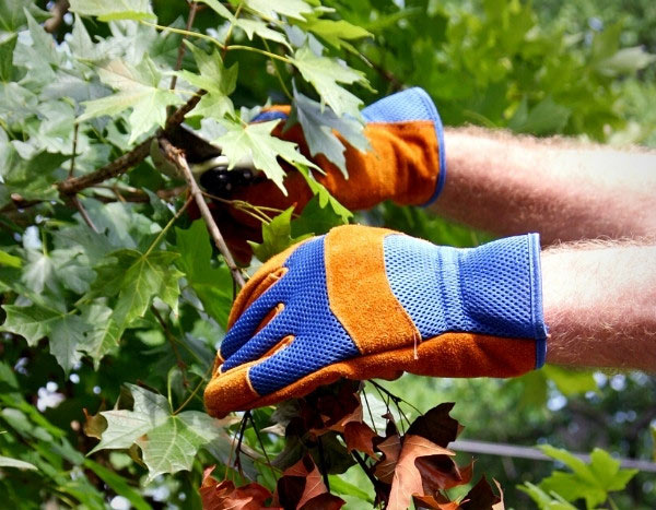 Pruning maple: steps to follow