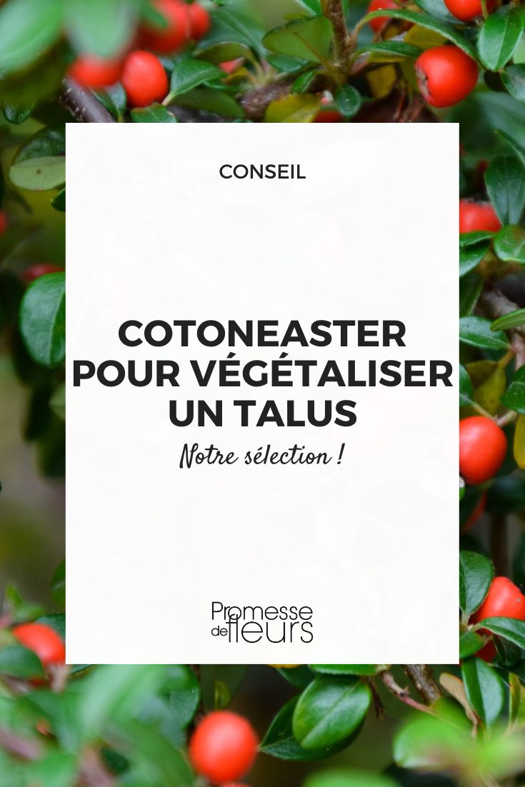 Choose a Cotoneaster