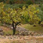 5 fruit trees for calcareous soil