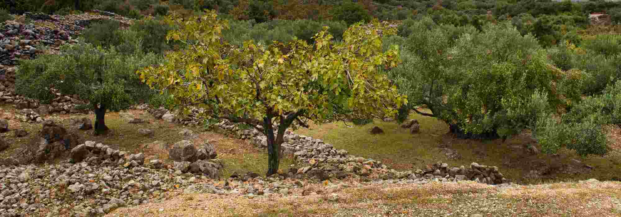5 fruit trees for calcareous soil