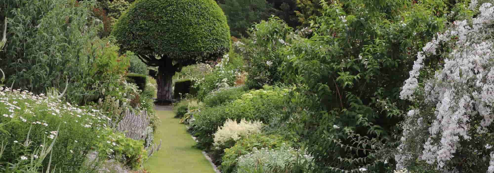 Native plant, cultivar, nativar: what are the differences?