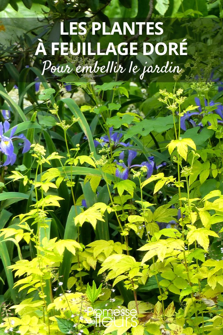 Introducing Golden Yellow Foliage in the Garden Meadowsweet
