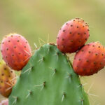 How to use prickly pears in cooking?