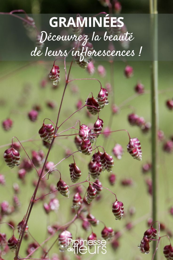 Grasses: discover the beauty of their inflorescences flower clusters