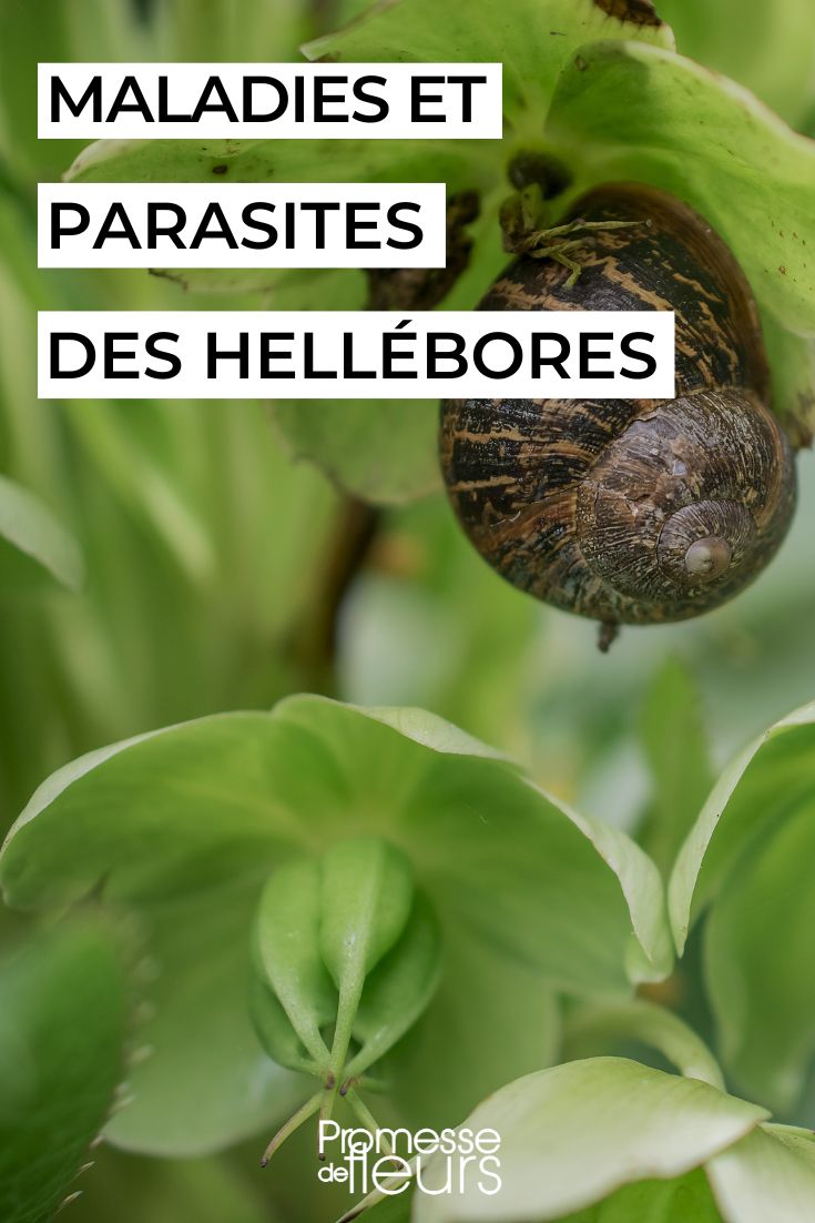 Diseases and Parasites of Hellebores care for a hellebore
