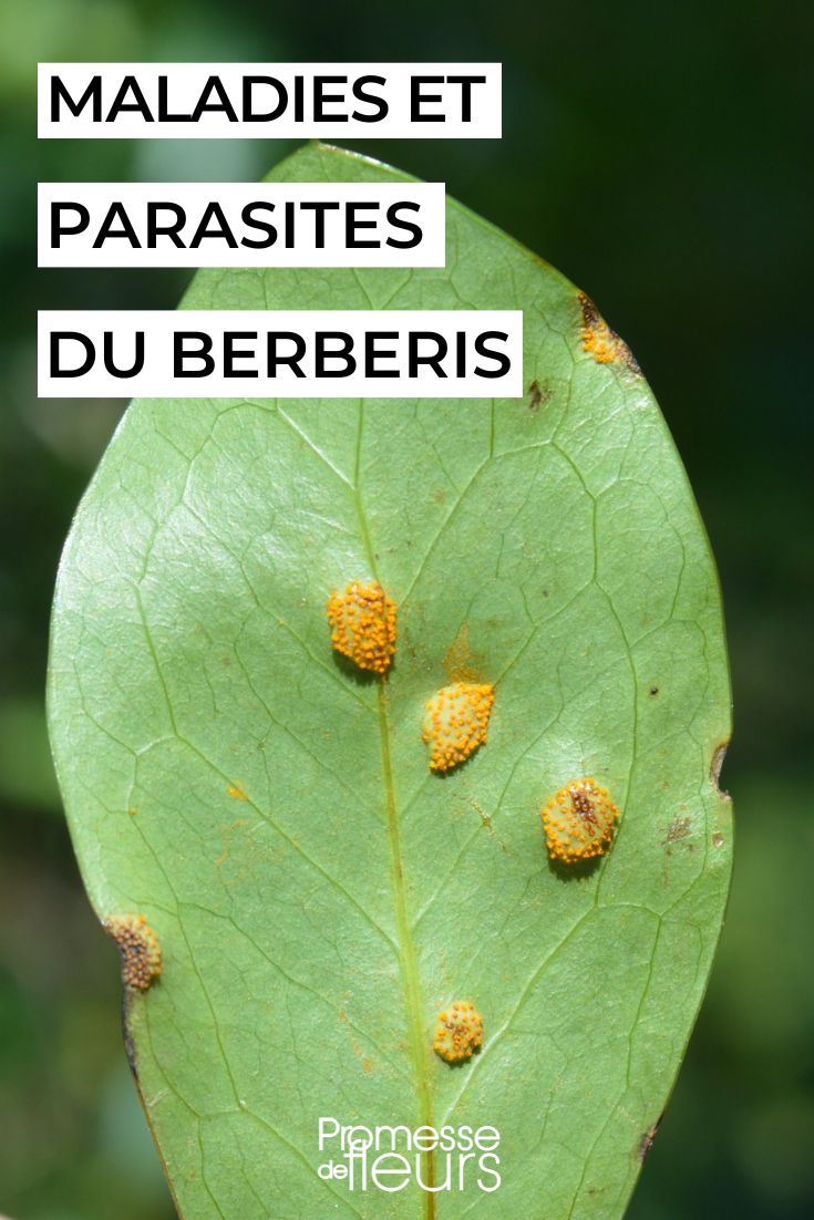 Diseases and Parasites of Berberis rust