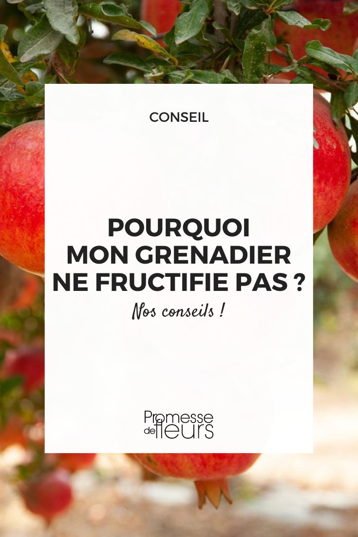 Why is my pomegranate tree not bearing fruit Pomegranate Fruit Production