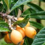 Why isn't my Japanese loquat bearing fruit?