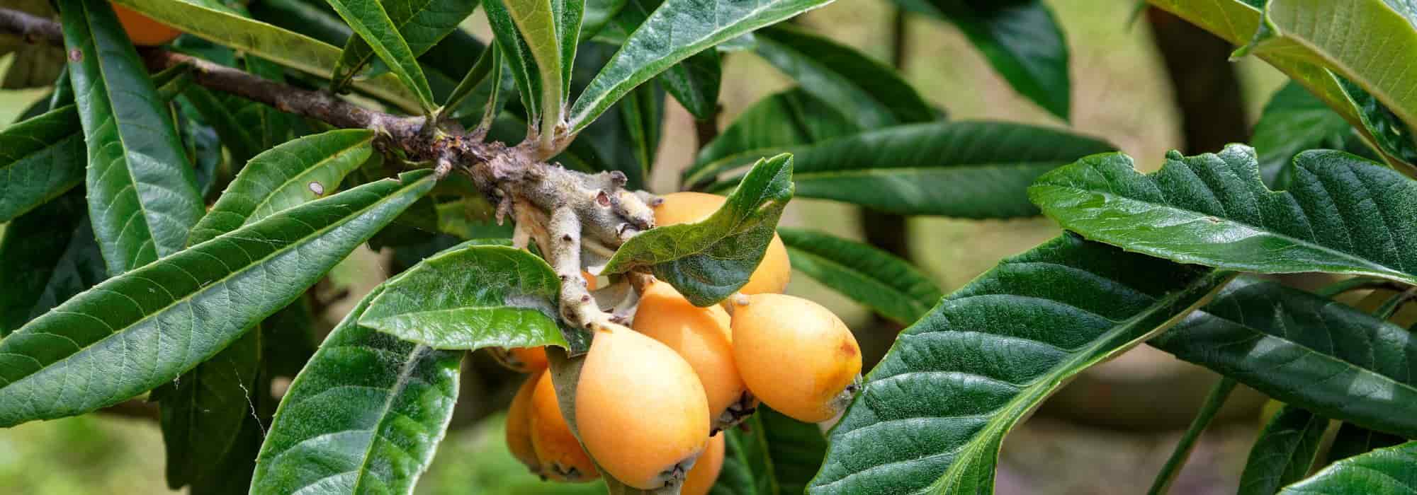 Why isn't my Japanese loquat bearing fruit?