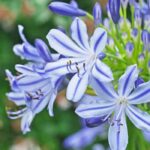 Bi-coloured Agapanthus: 5 must-have varieties