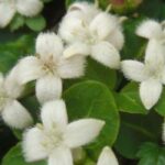 Low-maintenance garden: 5 trees and shrubs suitable for any climate