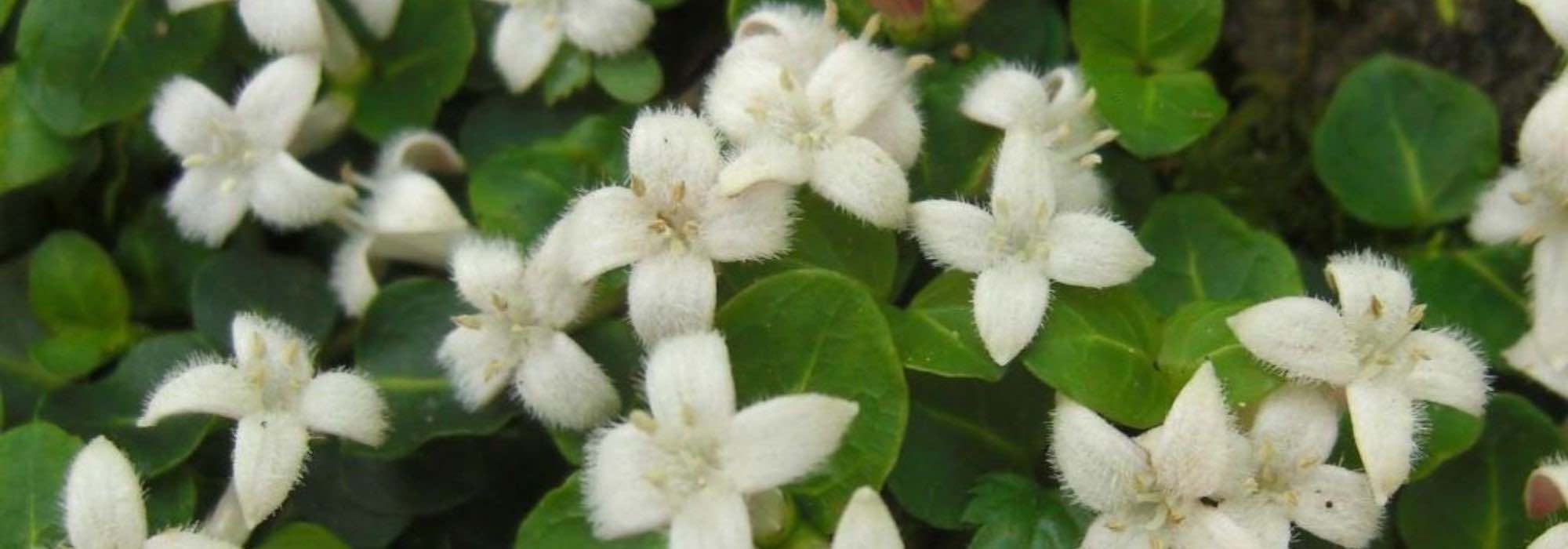 Low-maintenance garden: 5 trees and shrubs suitable for any climate