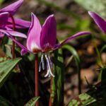 5 lovely pairing ideas with Erythronium