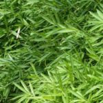 7 bamboos for full sun