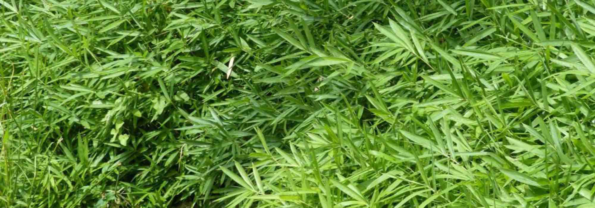 7 bamboos for full sun