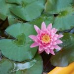Growing a water lily in a small pond on a balcony or terrace