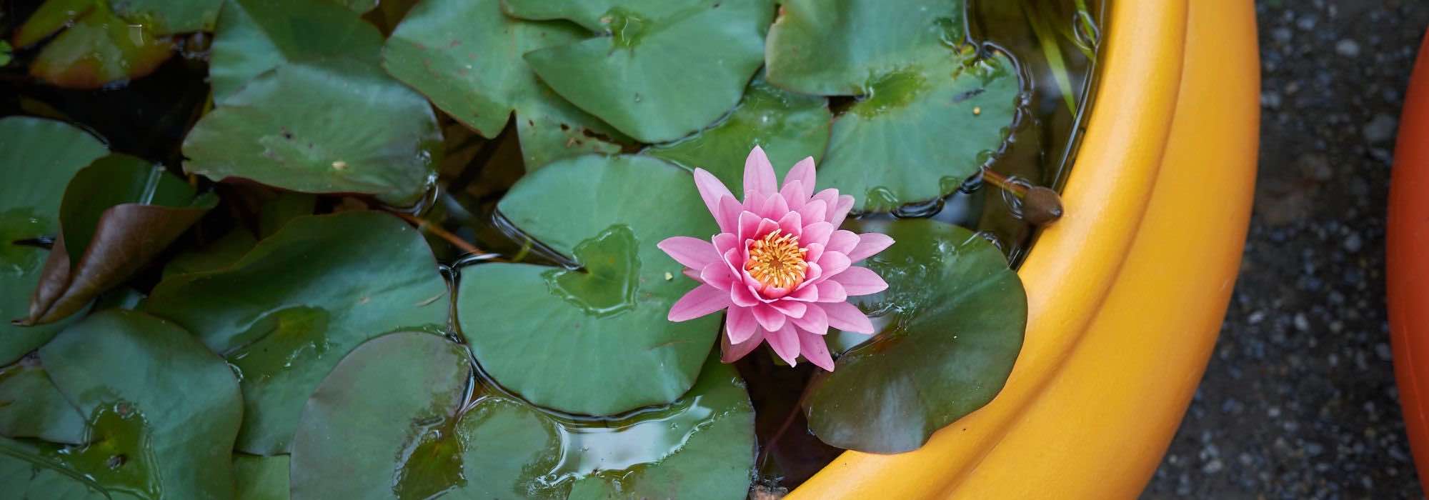 Growing a water lily in a small pond on a balcony or terrace