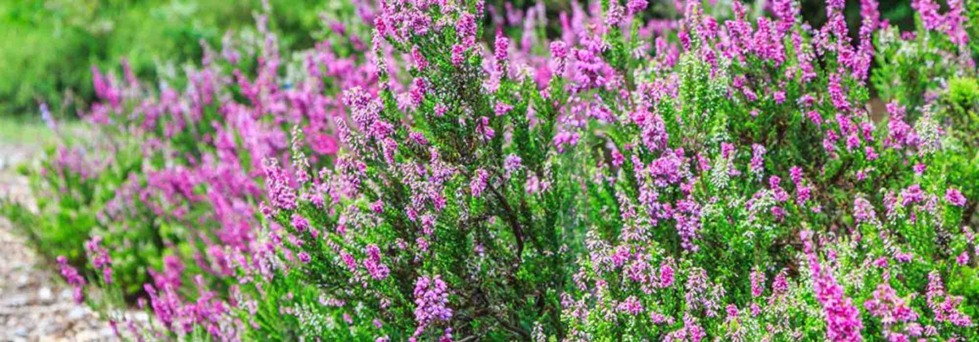 7 evergreen heathers to plant as groundcover