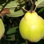 Why isn't my quince tree bearing quinces?