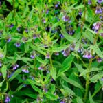 How to successfully grow comfrey?