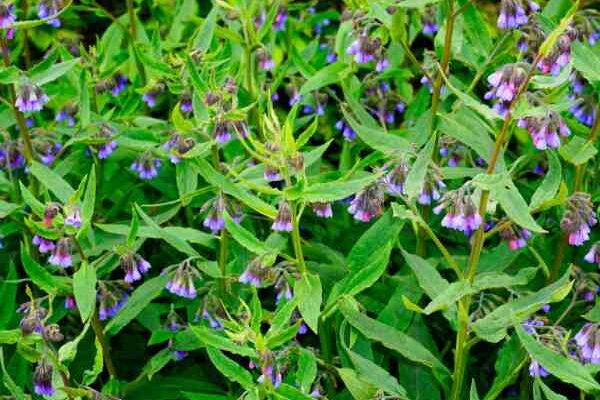How to successfully grow comfrey?